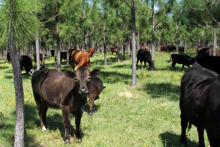 Cattle grazing in a silvopasture forest in Georgia. (Photo CC-licensed by the USDA National Agroforestry Center)