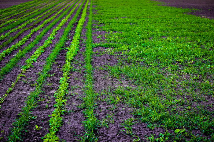 Cover crops planted at Hundley Whaley Research Center as part of a multi-year study looking at how different tillage systems and seeding systems effect yields of soybeans and corn. (Photo by Bruce Burdick for CAFNR)