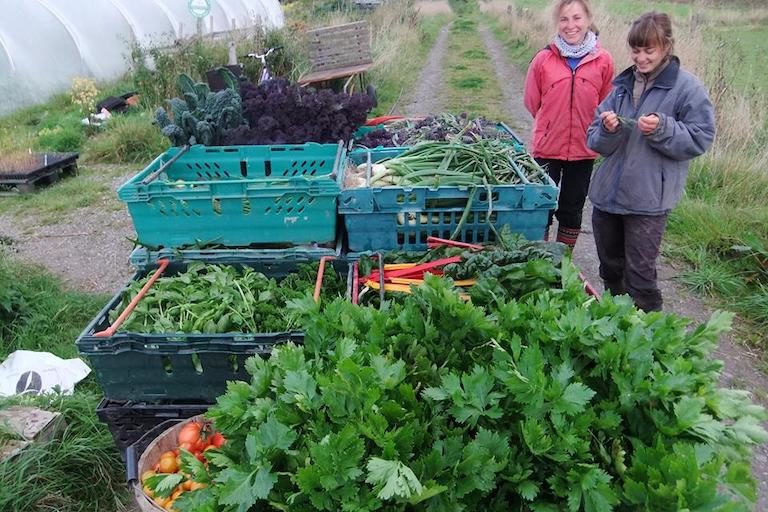 Vegetables ready for delivery to members of Cloughjordan Community Farm, Ireland. Image courtesy of Kevin Dudley/Cloughjordan Community Farm.