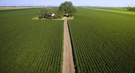 Aerial shot of agricultural soy fields