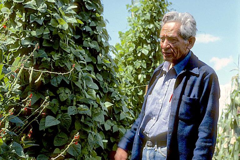Efraim Hernandez-Xolocotzi in experimental bean plots, Mexico, 1977. Image by Hugh Iltis via Creative Commons (BY-NC-ND 4.0).