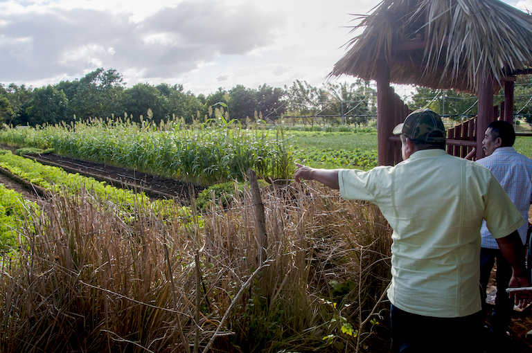 Indio Hatuey Experimental Station, founded in Cuba in 1962, uses an interdisciplinary approach based on the principles of agroecology. Photo courtesy of Anaray Lorenzo/Greenpeace.