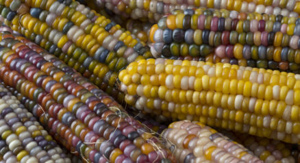 Close up of colorful gem glass corn on cob