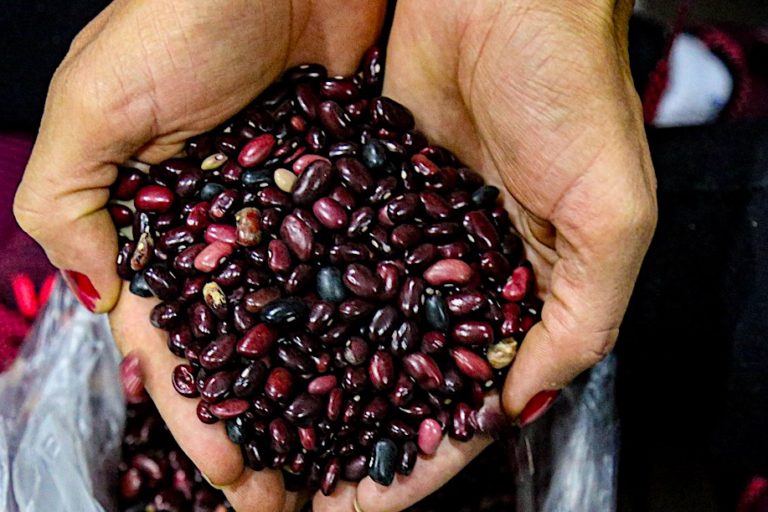 Beans are one of the staple foods of Brazilians and each region has a preference for one type or another. These were harvested in the Contestado settlement and donated to MST's solidarity action campaign. Image courtesy of Wellington Lenon/ELAA.
