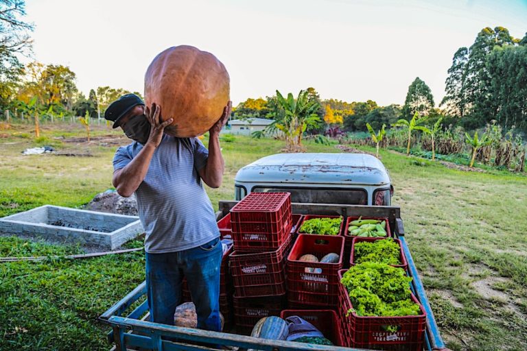 At the beginning of the pandemic, MST launched an ongoing national campaign to take food from the settlements to vulnerable populations in cities. Here, a farmer delivers food to the collection center organized by ELAA for people living in the outskirts of the state capital, Curitiba. Image courtesy of Wellington Lenon/ELAA.