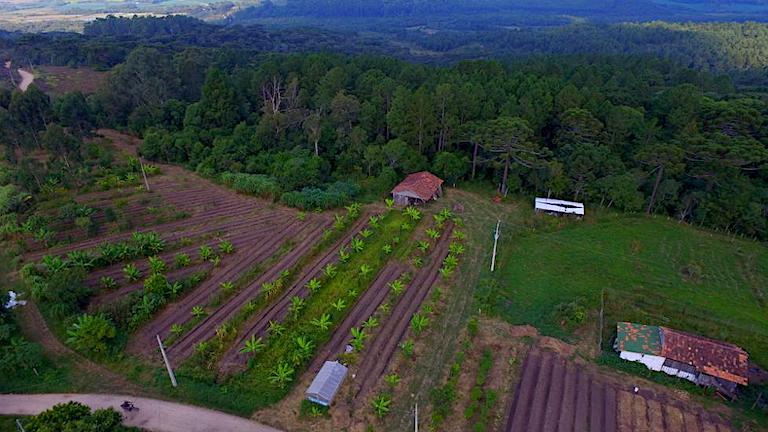 ELAA occupies 29 acres of land that provide practical training for students, a place for agroecology research, and gardens supply the dining hall. This photo shows agroforestry production plots at an early stage. Image courtesy of Wellington Lenon/ELAA.