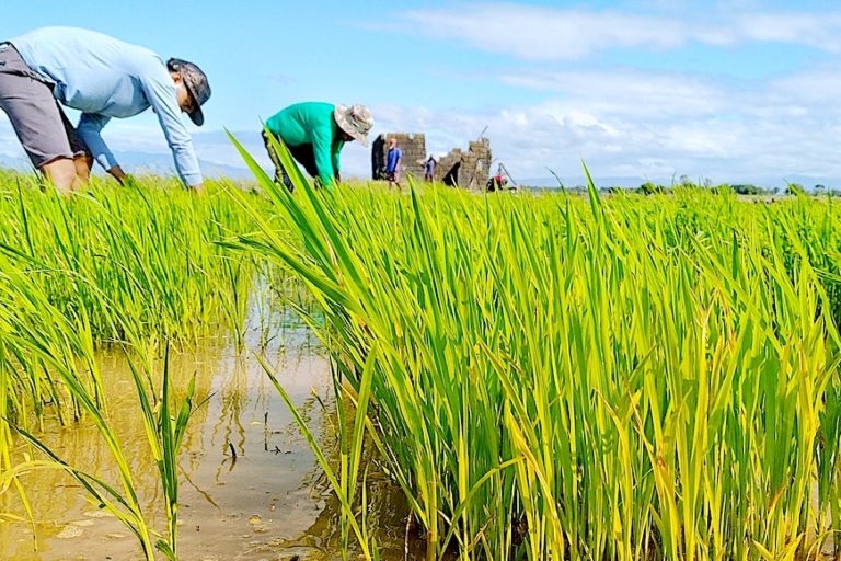 Rice planting. Image via MASIPAG.